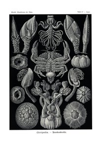 Cirripedia, 1899-1904