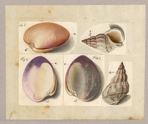 Palourde et escargot de mer : Venus Mercenaria Linnaei, Buccino glacioli Linnaei, 1785 - German School