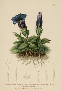 Gentiane de Clusius (Gentiana Clusii, Gentiana acaulis) - German School