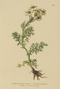 Achillée de Clusius (Achillea clusiana, Achillea atrata ssp. clusiana) - German School
