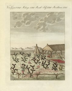 Collecte de cochenilles - German School