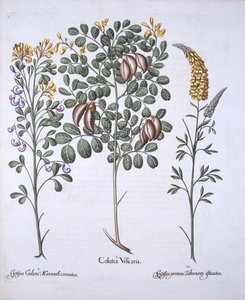 Arbre de Colutea et variétés de cytise, de Hortus Eystettensis, par Basil Besler, pub. 1613 - German School