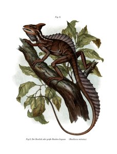 Basilic commun