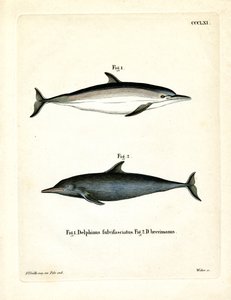 Dauphin Commun
