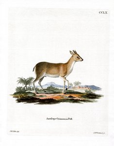 Dik-dik commun