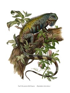Iguane commun