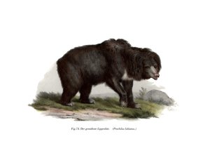 Ours paresseux indien commun, 1860