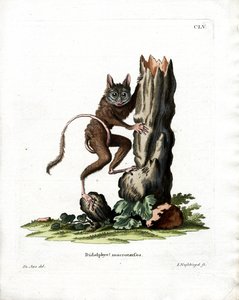 Opossum souris commun - German School