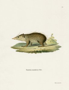Tenrec Commun - German School
