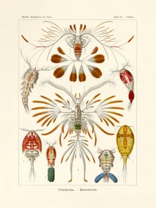 Copepoda, 1899-1904 - German School