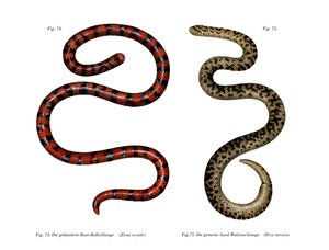 Serpent corail cylindrique