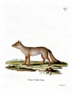 Renard corsac
