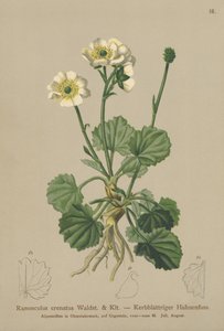 Renoncule crénelée