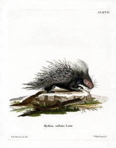 Porc-épic à crête