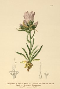 Campanule herbeuse croate (Edrajanthus Croaticus, Edraianthus croaticus, Edraianthus Kitaibellii, Edraianthus graminifolius, Edraianthus albanicus, Wahlenbergia graminifolia) - German School
