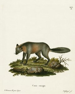Renard croisé