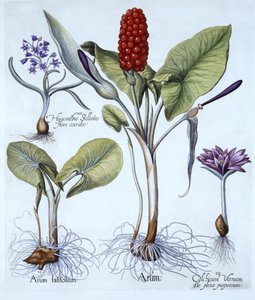 Arum tacheté, colchique de printemps, jacinthe étoilée, de Hortus Eystettensis, par Basil Besler (1561-1629), pub. 1613 - German School
