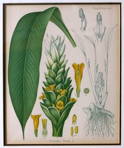 Curcuma longa (curcuma) de Plantes Médicinales de Kohler par Franz Eugen Kohler - German School