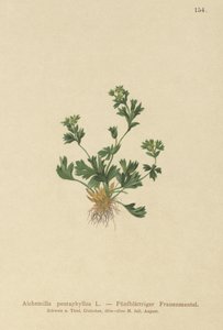 Alchémille à feuilles découpées (Alchemilla pentaphyllea) - German School