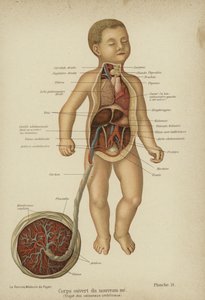 Schéma en coupe montrant les organes internes d