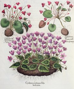 Cyclamen, du Hortus Eystettensis par Basil Besler