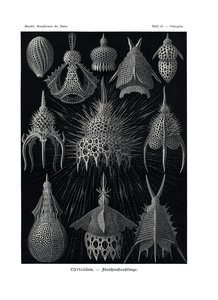 Cyrtoidea, 1899-1904