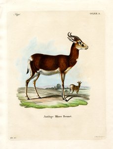 Gazelle Dama