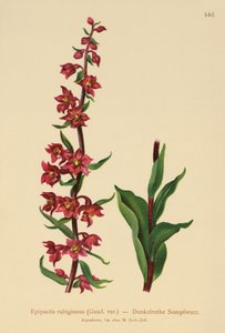 Épipactis pourpre noirâtre (Epipactis atrorubens, Epipactis rubiginosa)