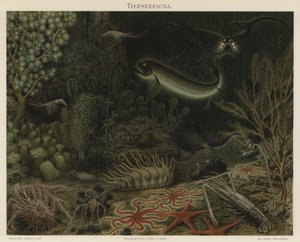 Faune des profondeurs marines - German School