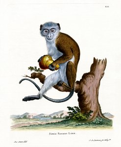 Singe Diane - German School