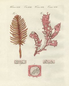 Différents types de zoophytes ou plantes ornementales