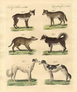 Différentes races de chiens