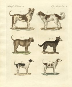 Différentes sortes de chiens
