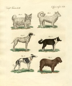 Différentes sortes de chiens - German School