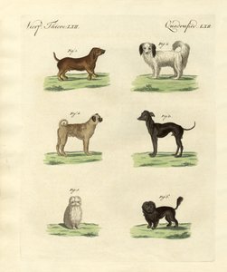 Différentes sortes de chiens - German School