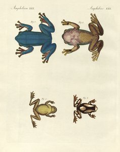 Différents types de grenouilles arboricoles étrangères (gravure en couleur)