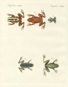 Différents types de grenouilles arboricoles étrangères (gravure en couleur)