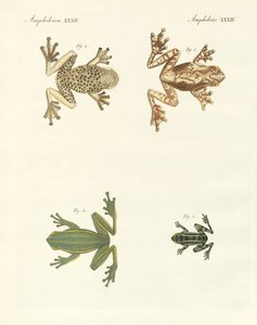 Différents types de rainettes étrangères