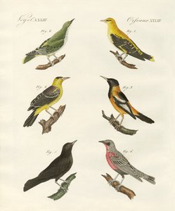 Différentes sortes de loriots dorés - German School