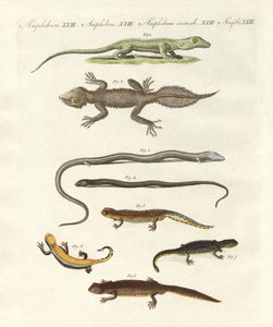 Différentes sortes de lézards - German School