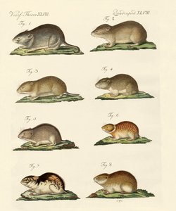 Différents types de souris