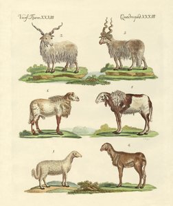 Différents types de moutons - German School