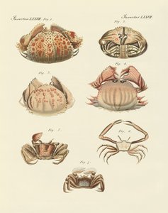 Différents types de crevettes et de crabes (gravure en couleur)