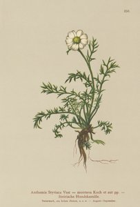 Camomille des montagnes (Anthemis styriaca, Anthemis montana)