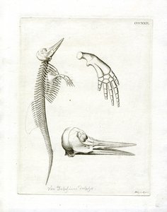 Squelette de Dauphin
