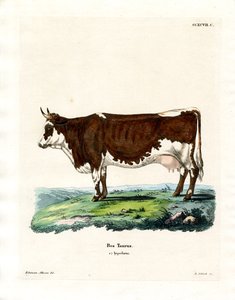 Bétail Domestique