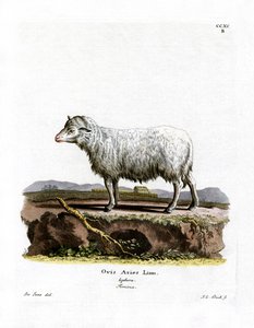 Mouton domestique - German School