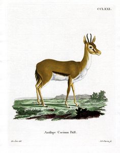 Gazelle Dorcas