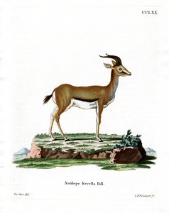 Gazelle Dorcas