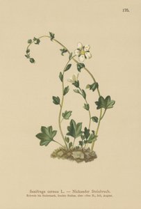 Saxifrage penchée (Saxifraga cernua) - German School